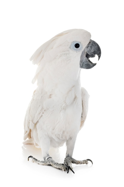 Cacatua bianco in studio