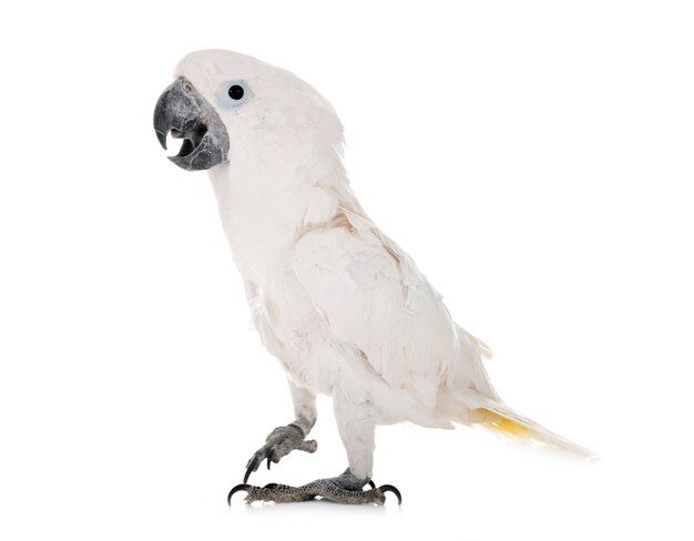 Cacatua bianco in studio