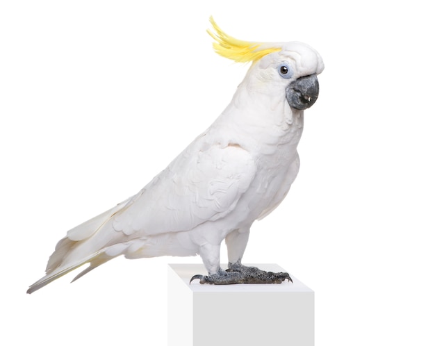 Cacatua crestazolfo, Cacatua galerita