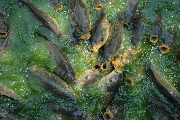 caccia, acqua verde secca del fiume, carpa comune