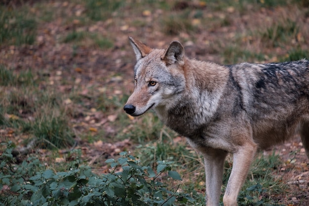 Caccia al lupo nella foresta