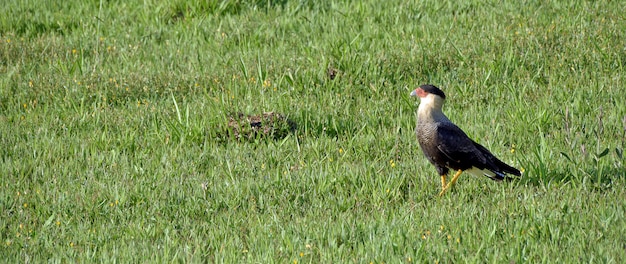 Caccia del sud di caracara sull'erba