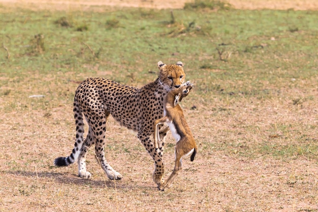 Cacciatori della savana Cheetah Kenya Africa