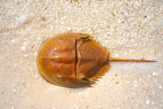 Cacerola de mar Limulus polyphemus Messico