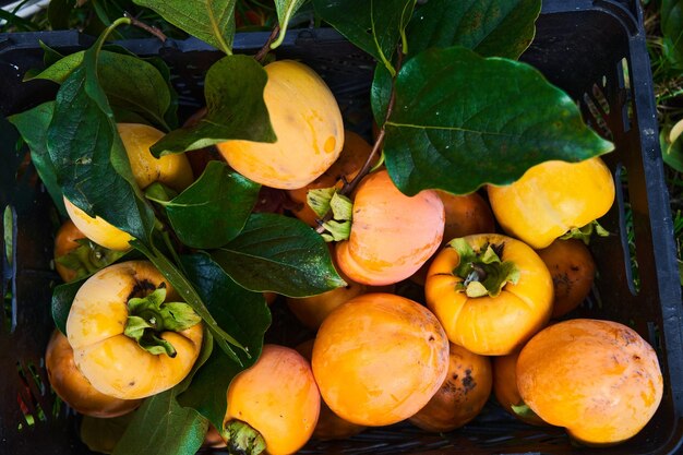 Cachi arancio appena raccolto maturo con il cesto di foglie verdi. Stagione del raccolto autunnale