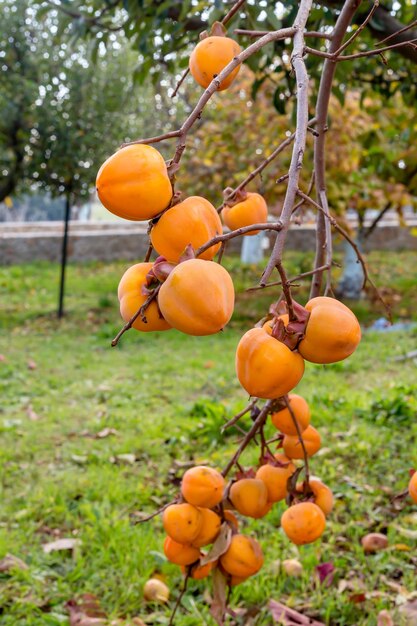 Cachi in maturazione appeso a un ramo