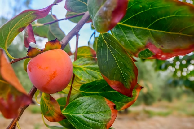 Cachi maturi appesi al ramo dell'albero da frutto