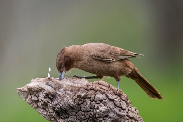 Cacholote marrone nell'ambiente forestale della Pampas Patagonia Argentina