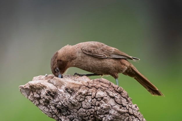 Cacholote marrone nell'ambiente forestale della Pampas Patagonia Argentina