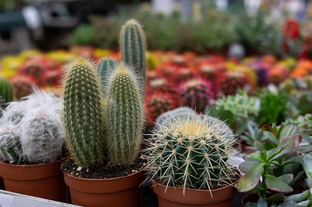 Cacti cephalocereus, echinocactus e pilosocereus nel centro commerciale. Messa a fuoco selettiva