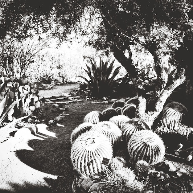 Cactus a barile dorato nel parco