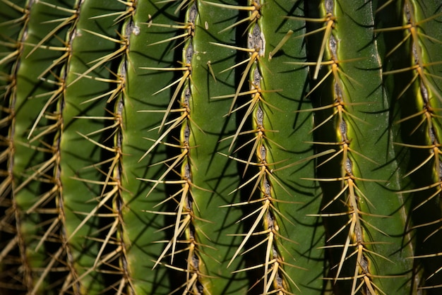 Cactus a spillo close up cactus backdround cactus o cactaceae pattern