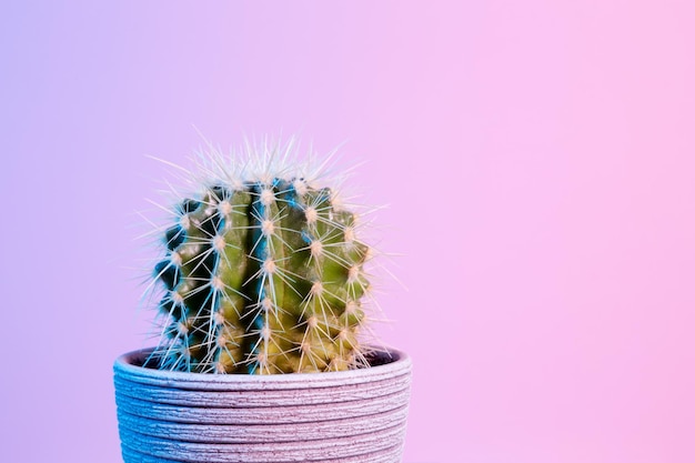 Cactus al neon Cactus verde in vaso grigio su sfondo rosa Stillife creativo minimo Spazio di copia