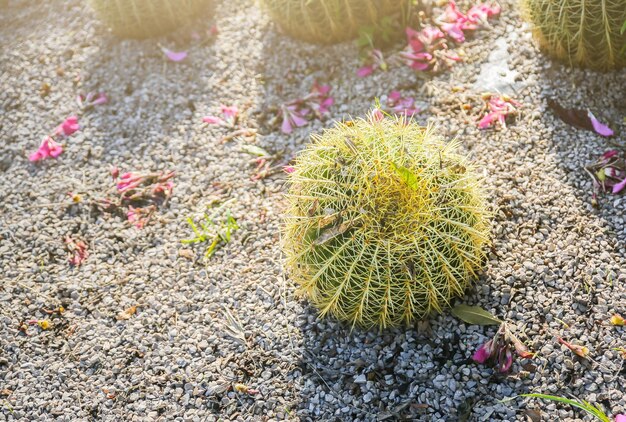 Cactus all'aperto Palme nel parco Bellissime piante grasse Calda giornata di sole