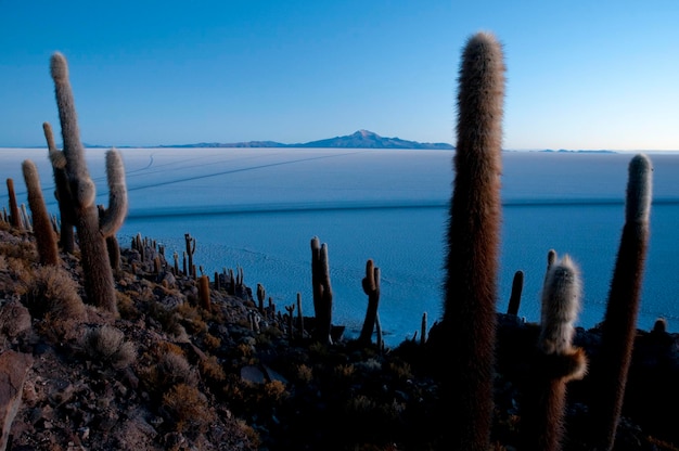 Cactus all'isola di Incahuasi Salar de Uyuni Potosi Bolivia