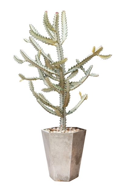 Cactus alto in un albero in vaso isolato su sfondo bianco