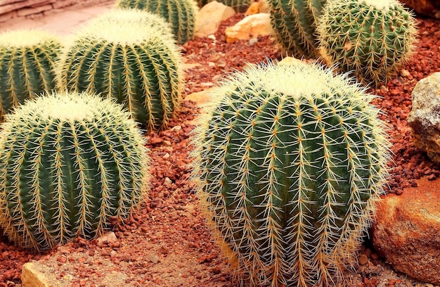 Cactus, ampiamente coltivato come pianta ornamentale.