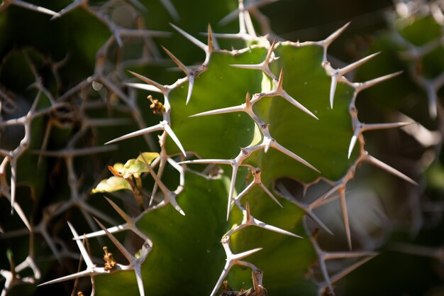 Cactus backdround cactus design o motivo cactaceae