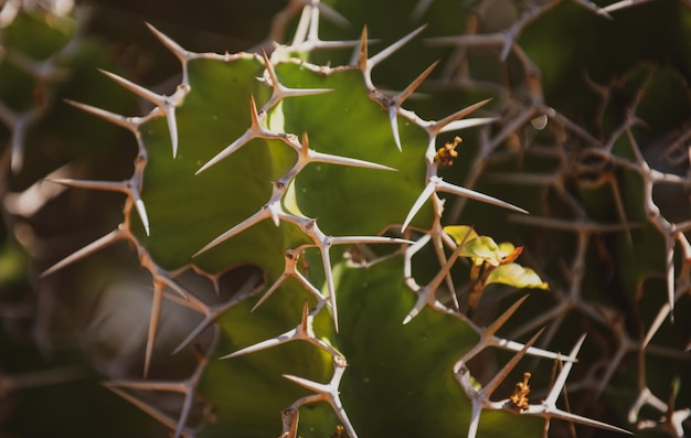 Cactus backdround design cactus o motivo cactaceae