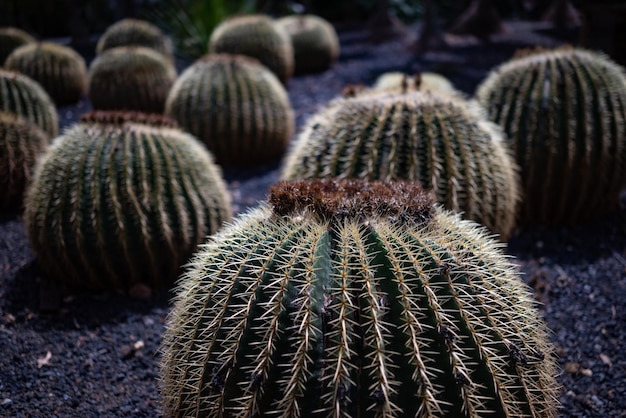 Cactus barile dorato per lo più sfocato o echinocactus grusonii hildm Sede di suocera o cactus palla d'oro in fiore Forma rotonda di cactus e fiore Una pianta rara e in via di estinzione