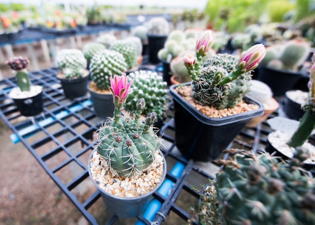 Cactus bello in vaso al giardino.