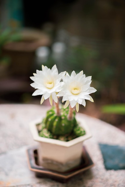 Cactus bianco in fiore in giardino