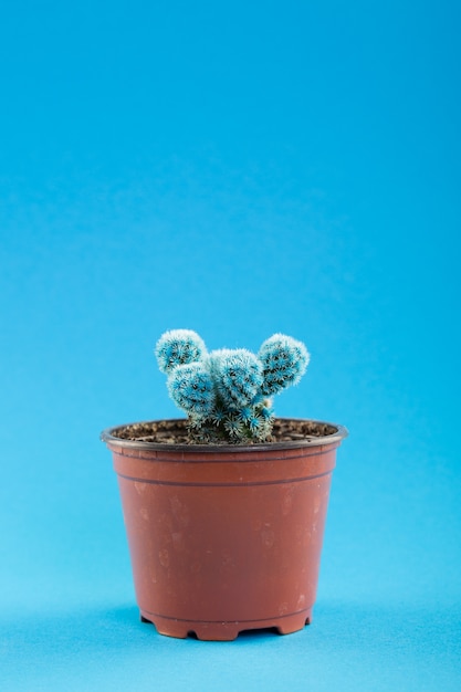 Cactus blu in vaso isolato