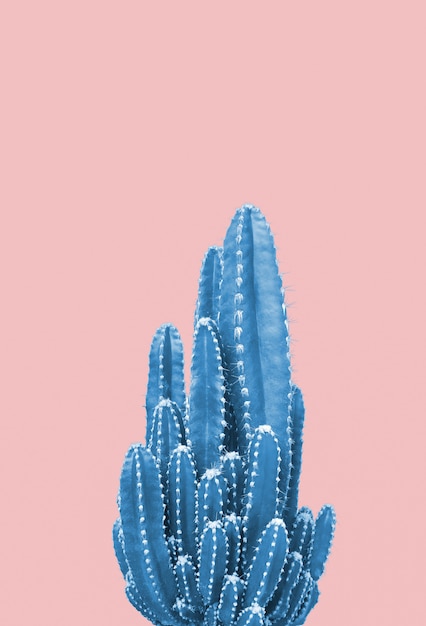 Cactus blu su sfondo rosa
