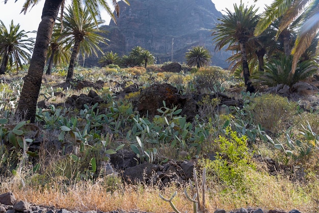 Cactus che cresce nelle montagne dell'isola di Tenerife