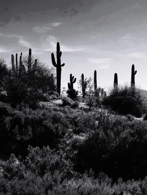 Cactus che crescono sul campo contro il cielo