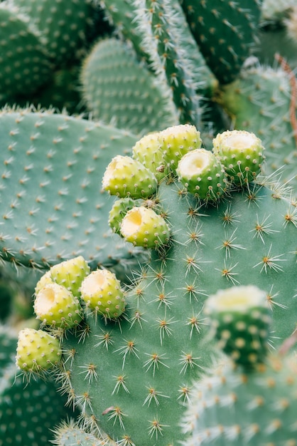 Cactus closeup