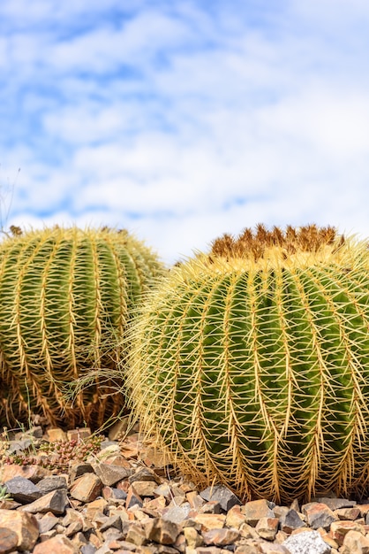 Cactus closeup