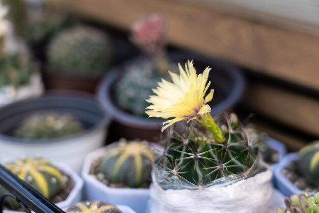 Cactus con bellissimi fiori gialli