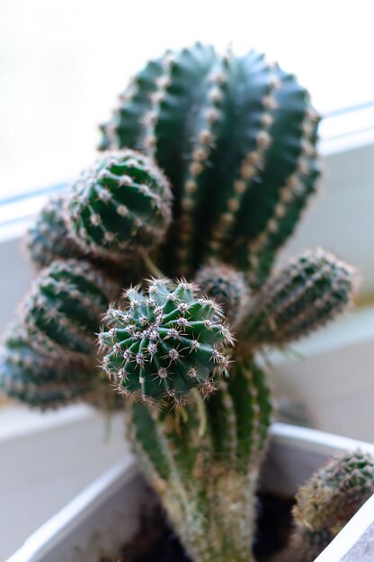 Cactus con cactus di fiori in un vaso