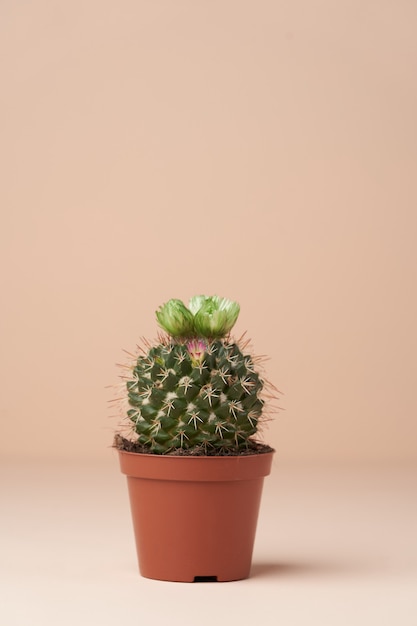 Cactus con fiore in vaso marrone. Cactus in fiore su superficie rosa con copia spazio