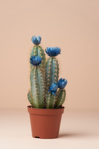 Cactus con fiore in vaso marrone. Cactus in fiore su superficie rosa con copia spazio