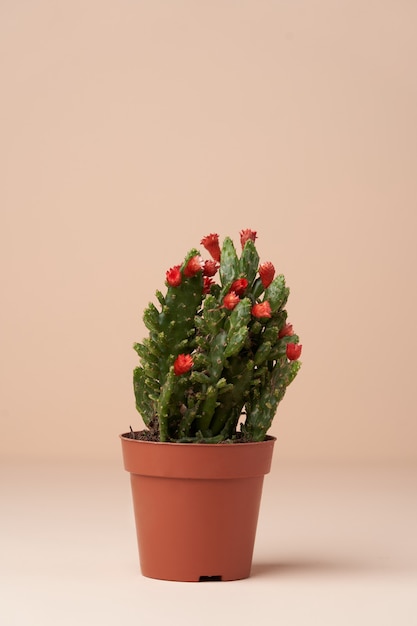 Cactus con fiore in vaso marrone. Cactus in fiore su superficie rosa con copia spazio