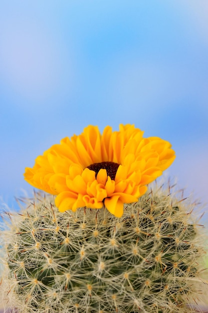 Cactus con fiore su sfondo blu cielo