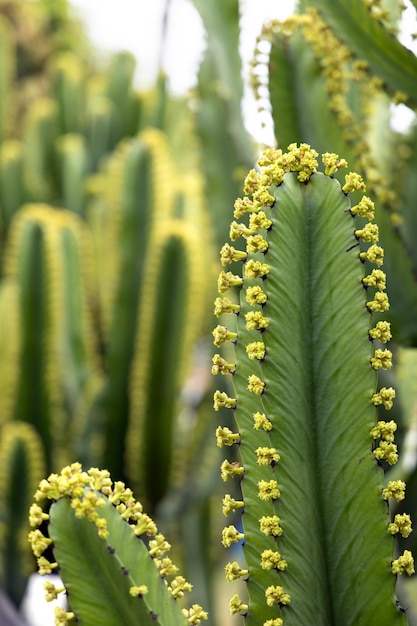 Cactus con fiori Messa a fuoco selettiva