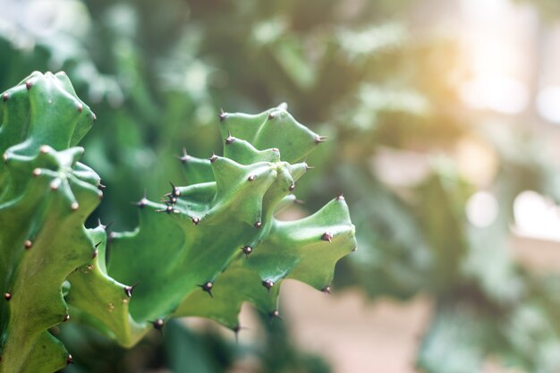 Cactus con luce solare dell&#39;estate.