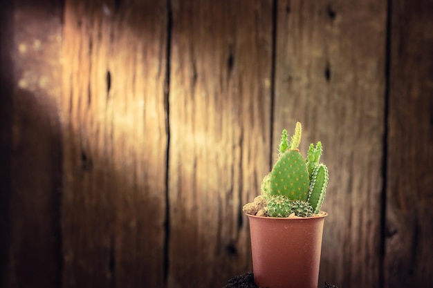 Cactus con luce solare