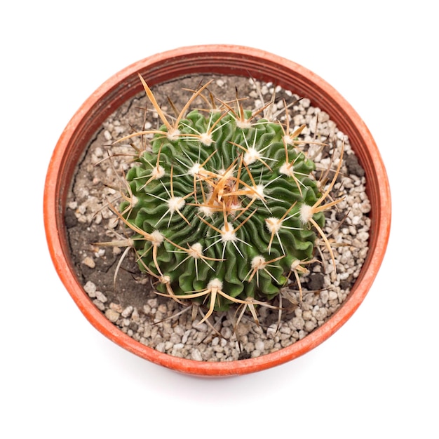 Cactus con lunghe spine in un vaso isolato su sfondo bianco. Disposizione piatta, vista dall'alto