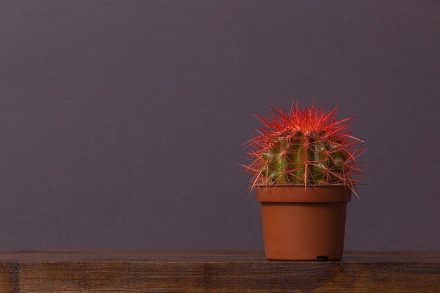 Cactus con spine rosse in un pop marrone