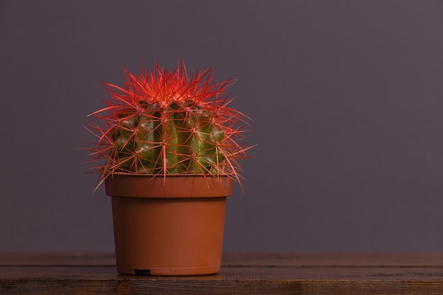 Cactus con spine rosse in un vaso marrone si trova su un tavolo di legno