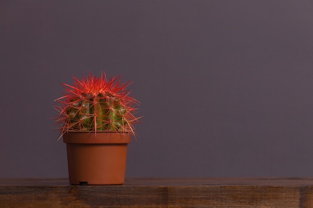 Cactus con spine rosse in un vaso marrone si trova su un tavolo di legno