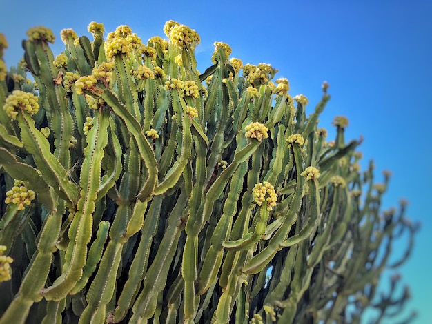 Cactus contro un cielo limpido