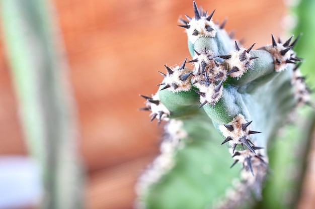 Cactus da vicino vista dall'alto spina spinosa spinata