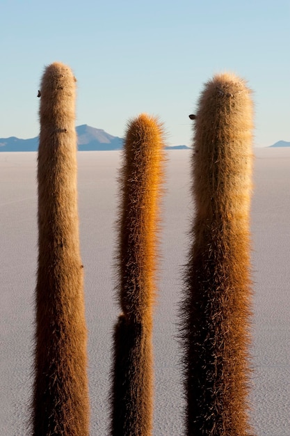 Cactus del deserto sull'isola di Incahuasi, al centro del deserto di sale di Salar de Uyuni, Bolivia