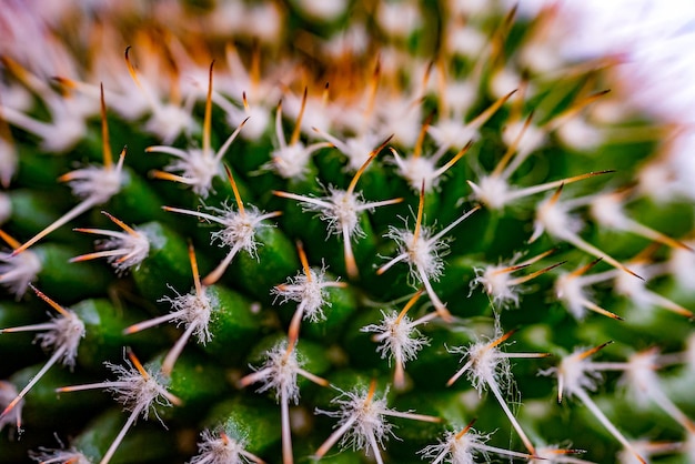 Cactus del primo piano