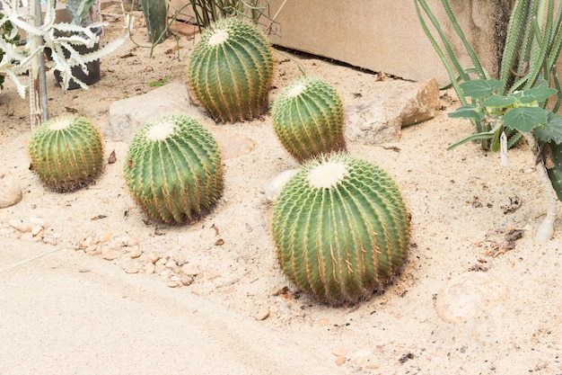 Cactus del primo piano